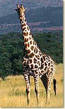 madikwe_giraf