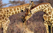 WATE2_girafs