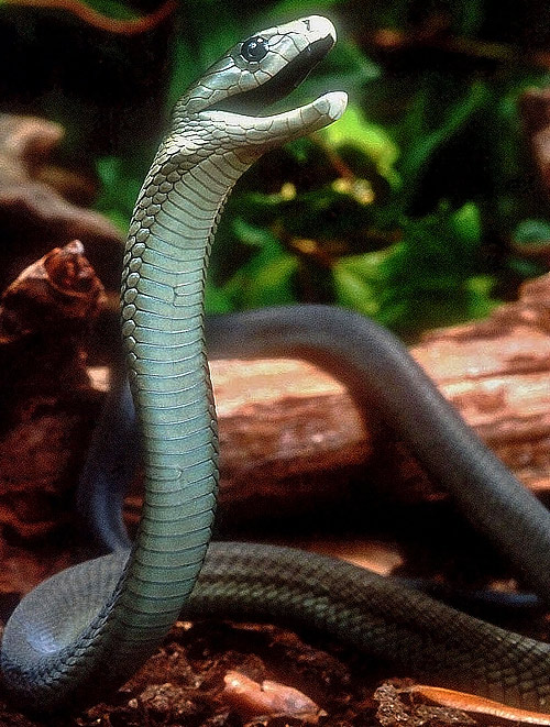 Schlangen In SГјdafrika