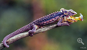 Midlands Dwarf Chameleon