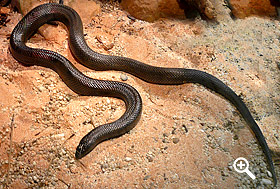 Maulwurfsnatter (Mole Snake)