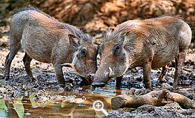 Warzenschweine am Wasserloch