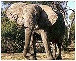 elefant_sawuti