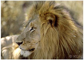 lion_botswana