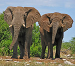 Elefanten im Kruger Park
