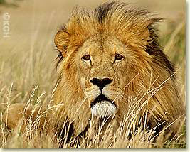 lion_male