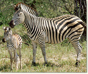 sandveld_zebras