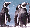 penguinblue
