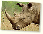 rhinohead