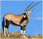oryx_botswana