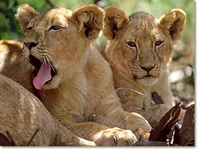 lioncubs