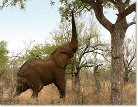 madikwe_elefant
