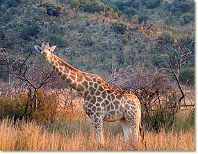 pilanesberg_giraf