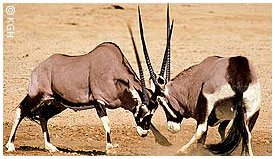 Oryxfight